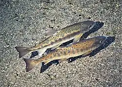 桜花鉤吻鮭というタイワンマス。本来は台湾の魚の中で最も美味しいされている食材だが、いまは保育動物になり、食用禁止。