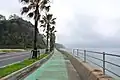 生口島内ではヤシの木が植えられている。