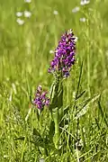 Dactylorhiza majalis