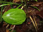 葉。短い葉柄があり、花茎に鞘状の鱗片葉がある。