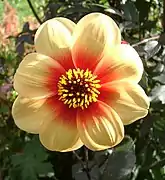 Dahlia 'Moonfire'