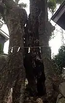 縦に裂け空洞化した白樫の大樹