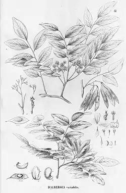 Dalbergia frutescens