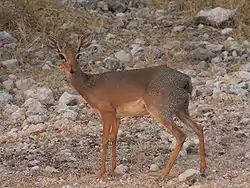 キルクディクディク