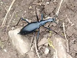 マイマイカブリ(蝸牛被、学名:Damaster blaptoides blaptoides Kollar, 1836)、伊吹山(滋賀県米原市)にて、2014年6月10日撮影