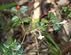 アリドオシ Damnacanthus indicus、三重県いなべ市にて(2015年5月20日)
