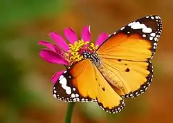 Danaus chrysippus