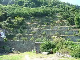 段々畑(宇和島市戎山)