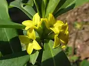 雌花（3月下旬）。