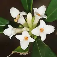 白色の筒状の花の先が4裂する
