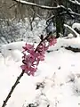 花の拡大写真