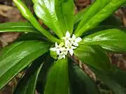 花序