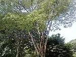 Darbergia nigraの樹形(2017年S.P植物園にて撮影)