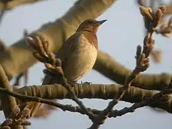 ノドグロツグミT. ruficollis