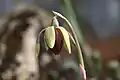 花の側面・途中に鱗片がある