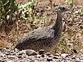 ダーウィンシギダチョウN. darwinii