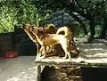 遠吠えをするディンゴたち
