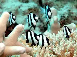 ミスジリュウキュウスズメダイ