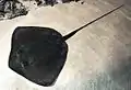 アトランタの水族館の個体