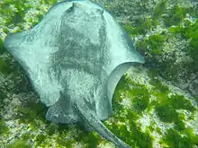 浅場にいるエイ