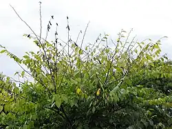 ニレ立枯病に感染した樹木の樹冠で複数の枝が枯れたり垂れ下がっている