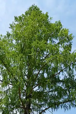 Metasequoia glyptostroboides