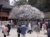 梅が満開の時期には見物客で賑わう。