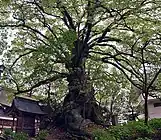 夫婦樟の大きい方。