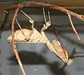 成熟したメス