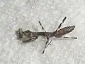 1齢幼虫（死虫）