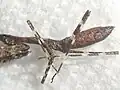 1齢幼虫（死虫）