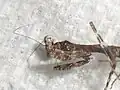 1齢幼虫（死虫）