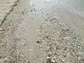 湖岸の砂礫。鋭くとがった石が多い。