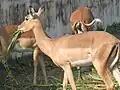 インパラ