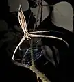 メダマグモ属の1種の網(メダマグモ科)
