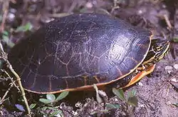 アミメガメD. reticularia
