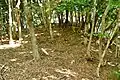 後方部墳丘