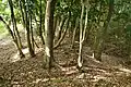 前方部（後方部から望む）