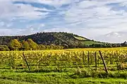 Denbies vineyard and Box Hill