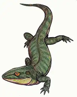 デンドレルペトン石炭紀後期の北米に生息した陸生種。全長50センチメートル。