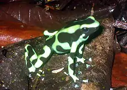 マダラヤドクガエル