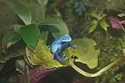 コバルトヤドクガエル