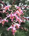 国立洋ラン園のマーガレット・サッチャーの花 デンドロビウム・マーガレット・サッチャー(Dendrobium Margaret Thatcher)