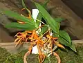 Dendrobium lamyaiae花弁は細長くてねじれる