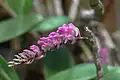開花前の花序を側面から