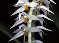 花と包