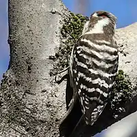 雄の後頭部の羽根には赤い斑がある