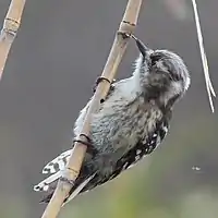 穴に長い舌を差し入れて昆虫を捕食するコゲラ