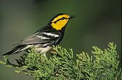 キホオアメリカムシクイ