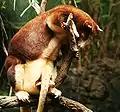 アカキノボリカンガルーD. matschiei